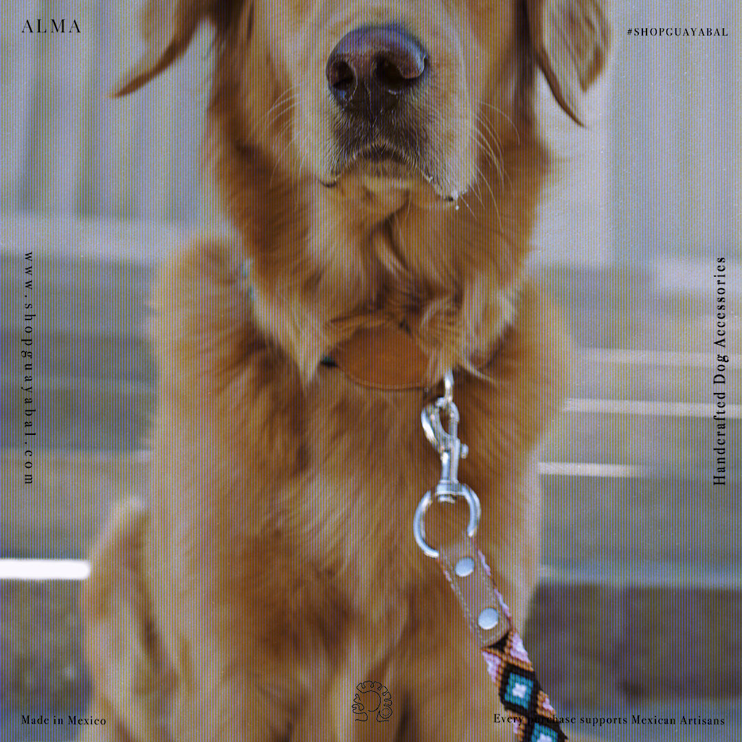 Golden Labrador wearing Handcrafted dog accessories